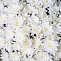 Траурный букет из белой кустовой хризантемы 20 шт.
