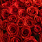 Роза 70 см красная 51 шт