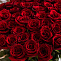 Роза 70 см бордовая 51 шт